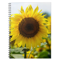 Cuaderno - Girasol Aislado