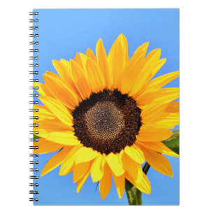 Cuaderno Girasol amarillo contra el sol en el cielo azul - 