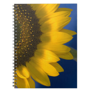 Cuaderno Girasol amarillo en azul