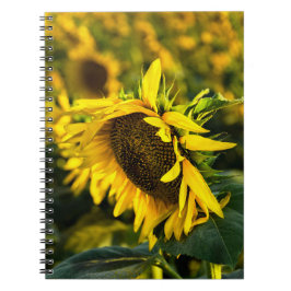 Cuaderno - Girasol Atrapando El Sol