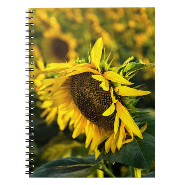 Cuaderno - Girasol Atrapando El Sol (Frente)