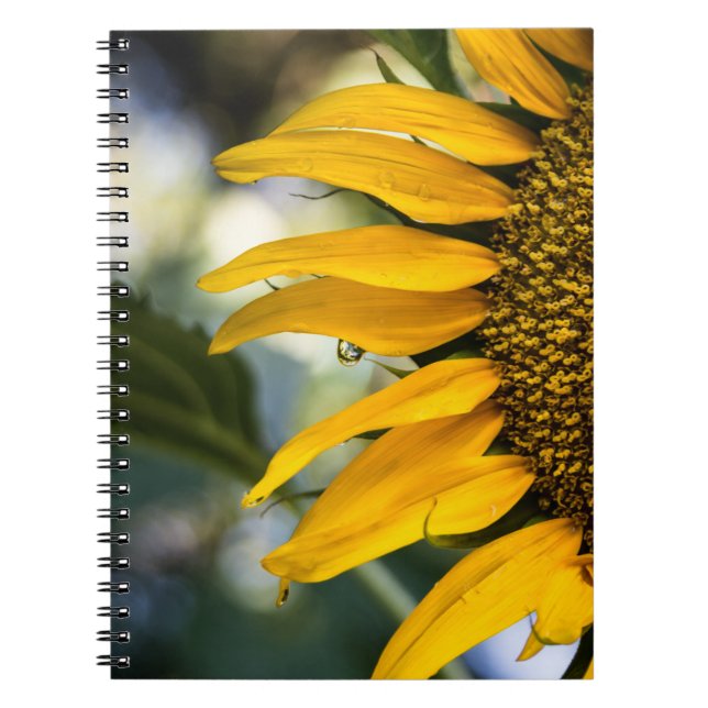 Cuaderno  - Girasol con gotas de lluvia  (Frente)