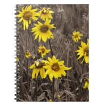 Girasol en la Montaña Rocosa