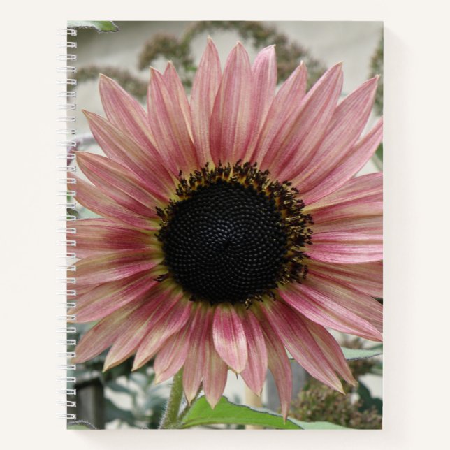 Cuaderno Girasol rosa pálido (Anverso)