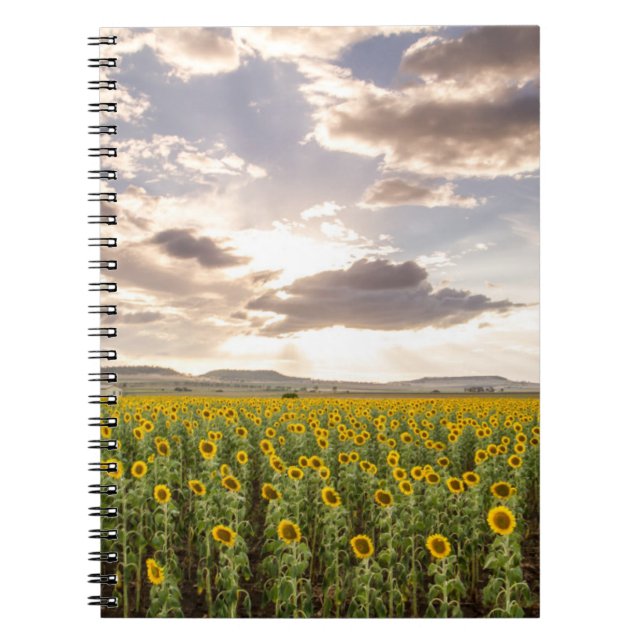 Cuaderno Girasoles en la puesta del sol (Frente)