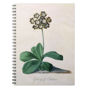 Cuaderno Gloria de Chilton (aguazo en la vitela)