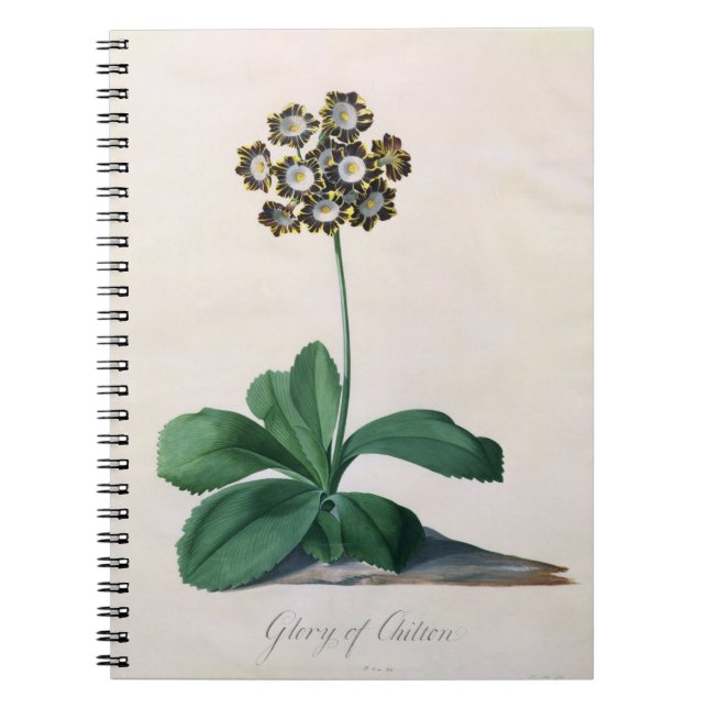 Cuaderno Gloria de Chilton (aguazo en la vitela) (Frente)