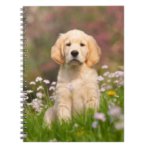 Cuaderno Golden Retriever cachorro un lindo Goldie