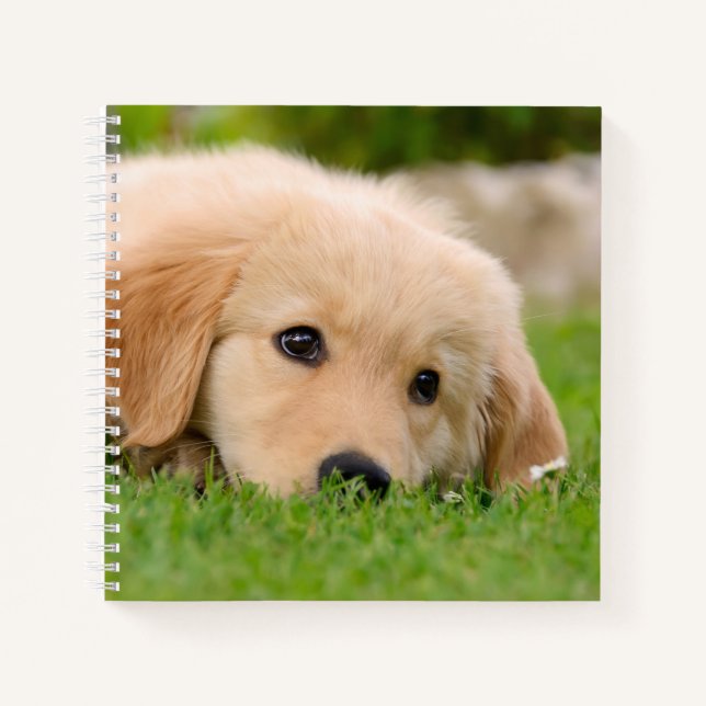 Cuaderno Golden Retriever Cute Puppy Dreams Dog Head (Anverso)