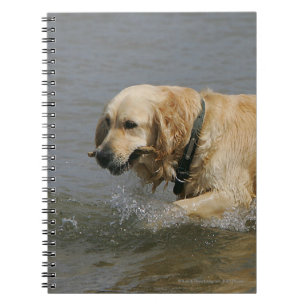 Cuaderno Golden retriever en agua
