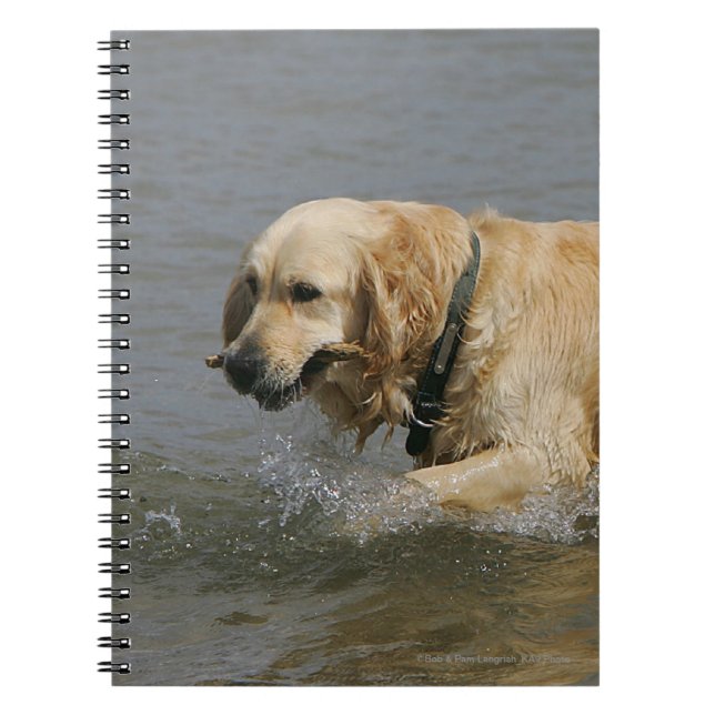 Cuaderno Golden retriever en agua (Frente)