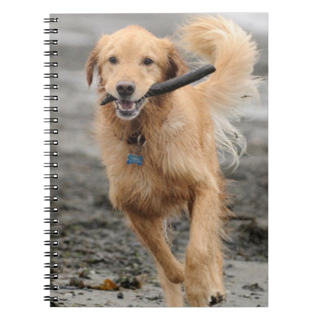 Cuaderno Golden Retriever Funcionando Con Palo En Boca (Frente)