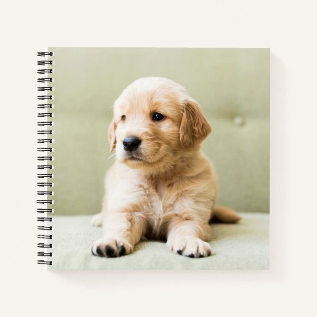 Cuaderno Golden Retriever Puppy on Couch (Anverso)