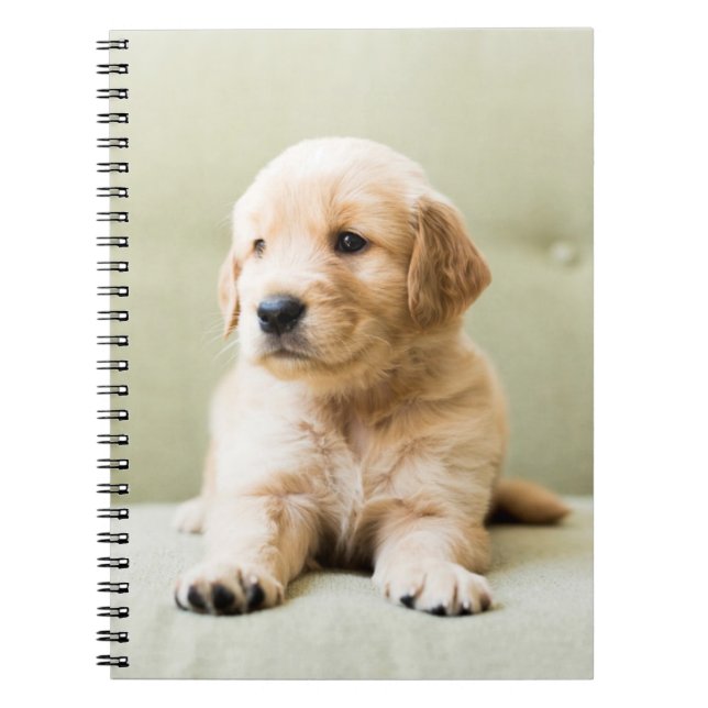 Cuaderno Golden Retriever Puppy on Couch (Frente)