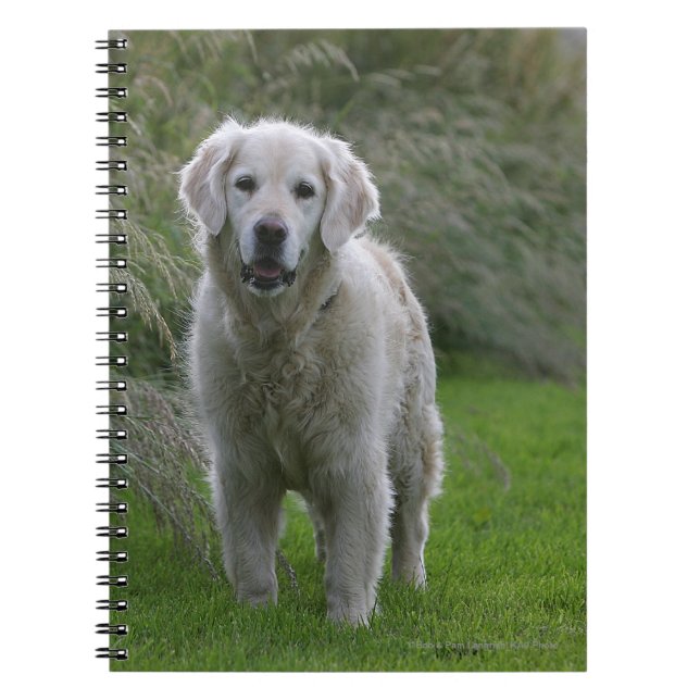 Cuaderno Golden retriever que corre 2 (Frente)