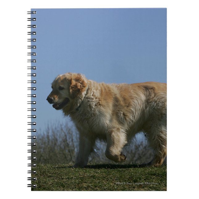 Cuaderno Golden retriever que corre 3 (Frente)