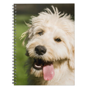 Cuaderno Goldendoodle