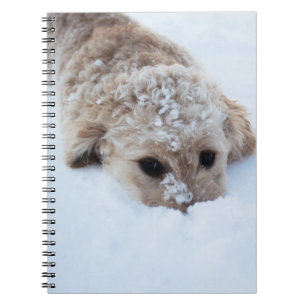 Cuaderno Goldendoodle Con Nariz En Nieve