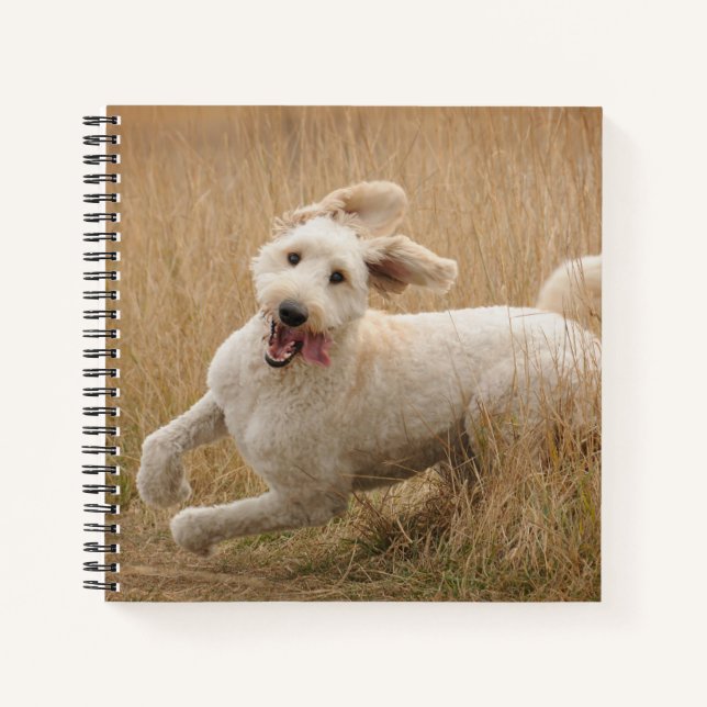 Cuaderno Goldendoodle corre a través de la hierba (Anverso)