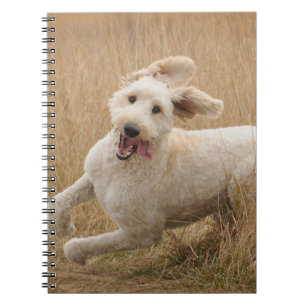 Cuaderno Goldendoodle corre por la hierba