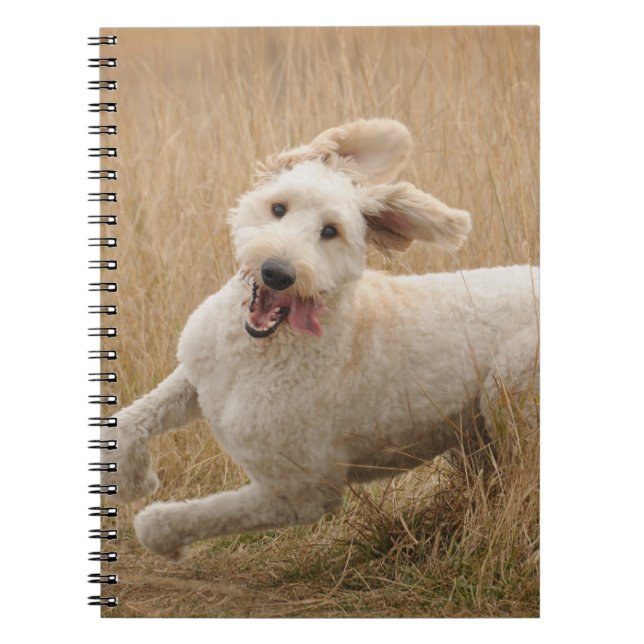 Cuaderno Goldendoodle corre por la hierba (Frente)