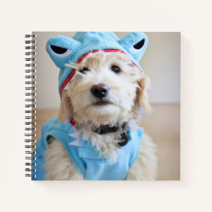 Cuaderno Goldendoodle En Traje De Tiburón