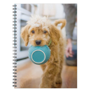 Cuaderno Goldendoodle lleva el tazón de la cena