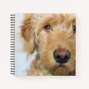 Cuaderno Goldendoodle Puppy Closeup