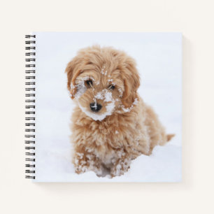 Cuaderno Goldendoodle Puppy Con Nieve En La Cara