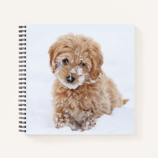 Cuaderno Goldendoodle Puppy Con Nieve En La Cara (Anverso)