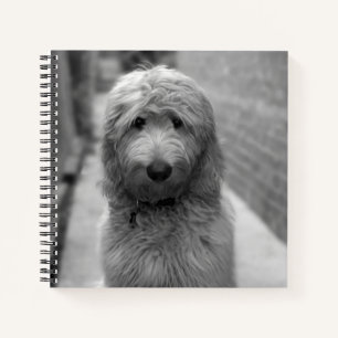 Cuaderno Goldendoodle Puppy En El Patio Trasero