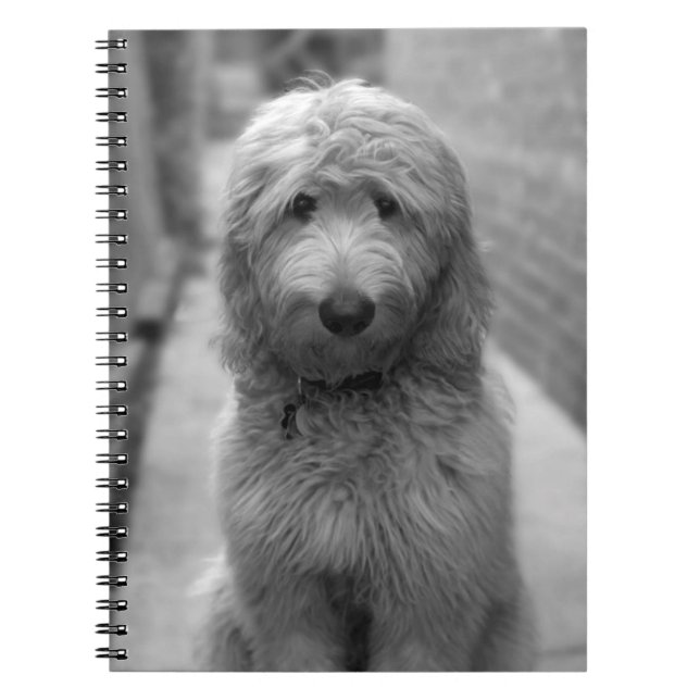 Cuaderno Goldendoodle Puppy En El Patio Trasero (Frente)