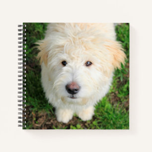 Cuaderno Goldendoodle Puppy Mirando La Cámara