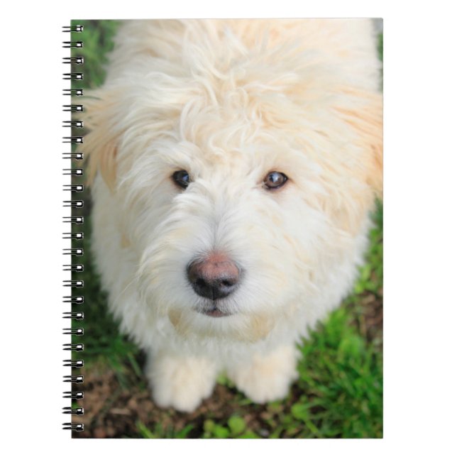 Cuaderno Goldendoodle Puppy Mirando La Cámara (Frente)