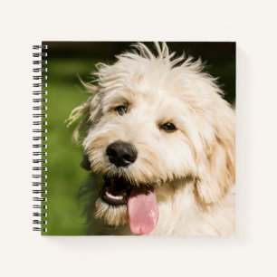Cuaderno Goldendoodle Puppy Panting