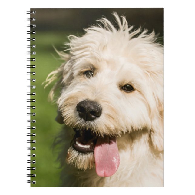 Cuaderno Goldendoodle Puppy Panting (Frente)