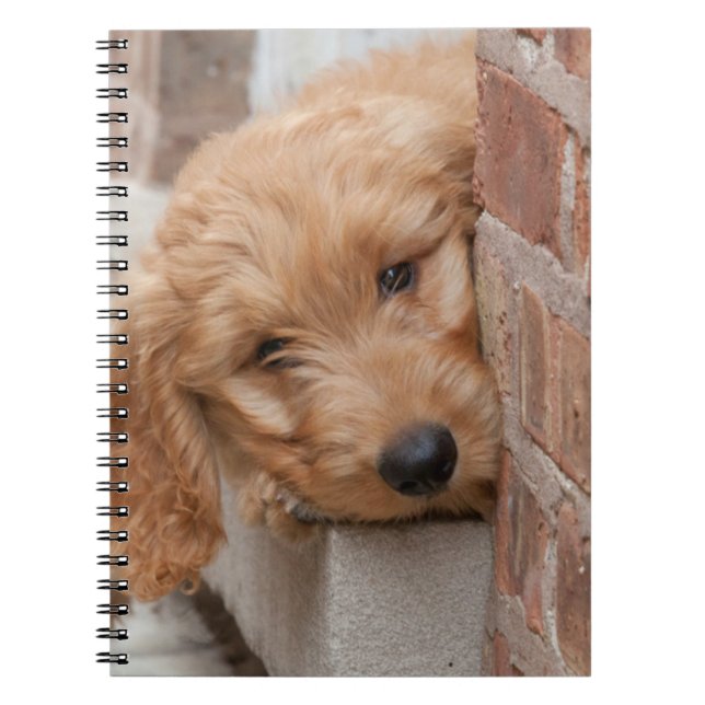 Cuaderno Goldendoodle Puppy Peeking (Frente)