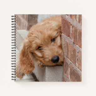 Cuaderno Goldendoodle Puppy Peeking