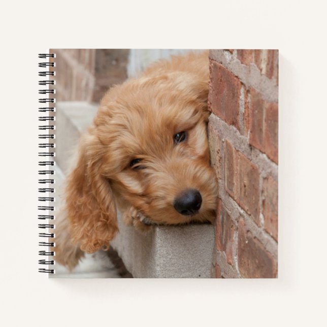 Cuaderno Goldendoodle Puppy Peeking (Anverso)