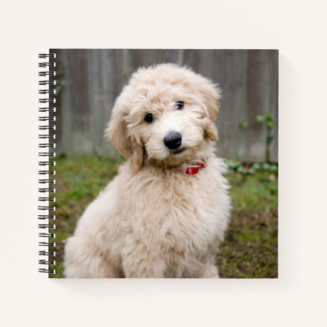 Cuaderno Goldendoodle Puppy Sits En Grasa (Anverso)