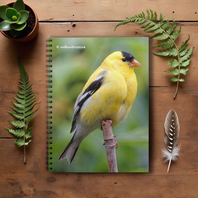 Cuaderno Goldfinch estadounidense masculino en el Bambú (American Goldfinch on the Bamboo Pole Journal Cover Photo)