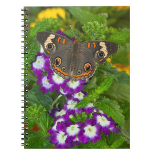 Cuaderno Golondrina Negra