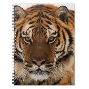 Cuaderno Golpe de cabeza contra tigre siberiano