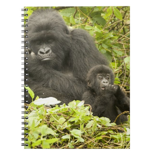 Cuaderno Gorila de la montaña, Gorilla beringei (anteriorme (Frente)