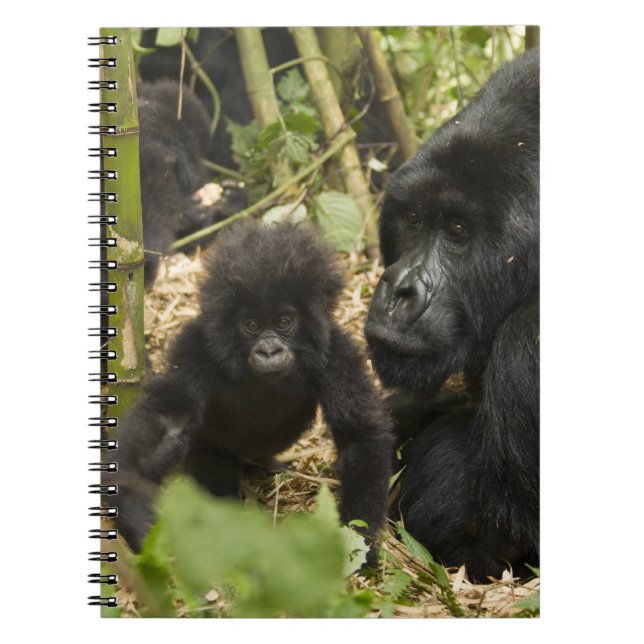 Cuaderno Gorila de montaña, adulto con cría (Frente)
