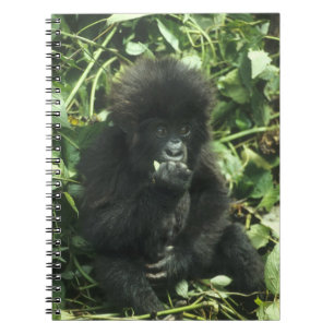 Cuaderno Gorila de montaña, (Gorilla gorilla beringei),