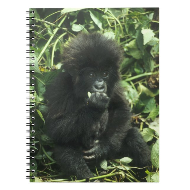 Cuaderno Gorila de montaña, (Gorilla gorilla beringei), (Frente)