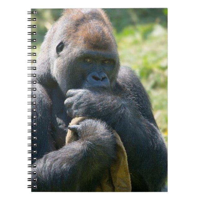 Cuaderno Gorila De Silverback Y Su Mapa (Frente)