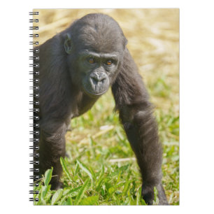 Cuaderno Gorilla de bebé