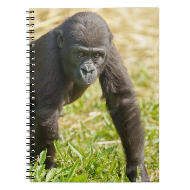 Cuaderno Gorilla de bebé (Frente)